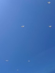 Sternula antillarum browni