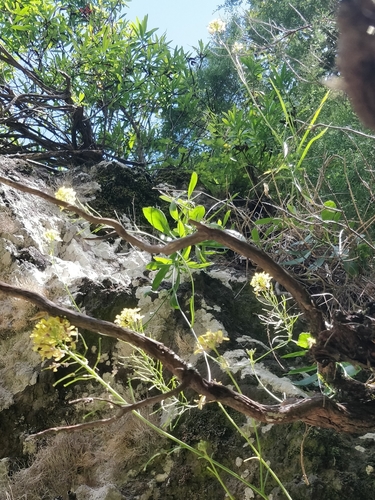 Sinapidendron frutescens subsp. succulentum image