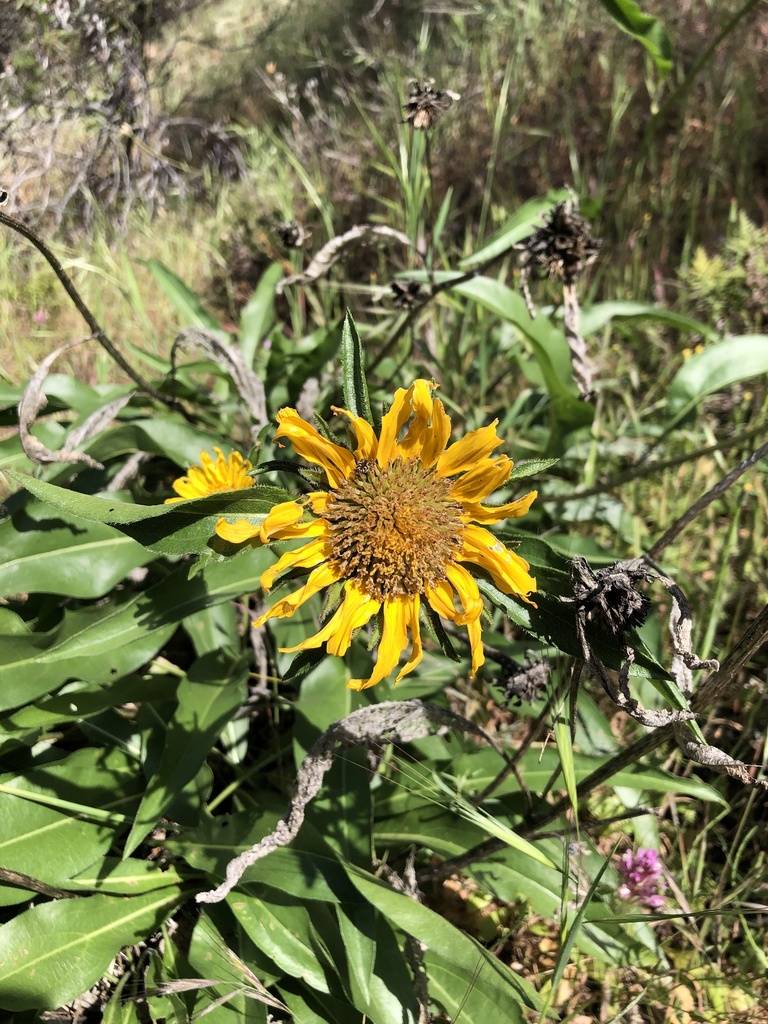 Mt. Diablo Helianthella from Black Diamond Mines Regional Preserve ...