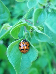 Harmonia axyridis