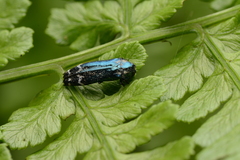 Coraebus elongaticollis