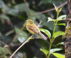 Myiophobus flavicans