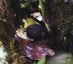 Scytalopus micropterus