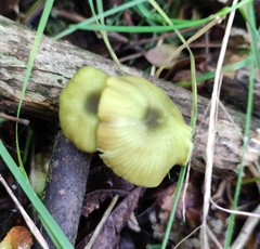 Entoloma necopinatum
