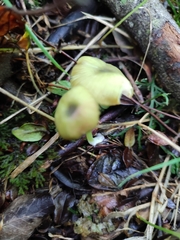 Entoloma necopinatum