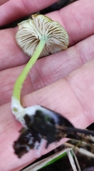 Entoloma necopinatum