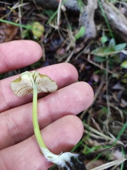 Entoloma necopinatum