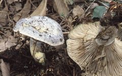 Lactarius subindigo