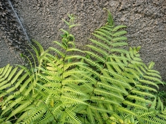 Pteris biaurita