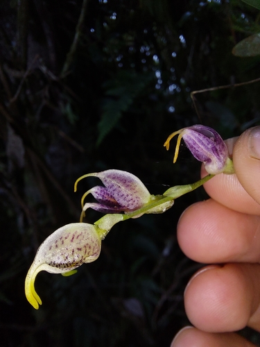 Image of Masdevallia amanda by (c) Daniel Mesa, some rights reserved (CC BY)