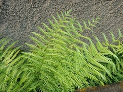 Pteris biaurita