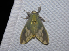 Castrica phalaenoides