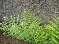 Pteris biaurita