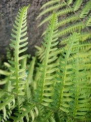 Pteris biaurita