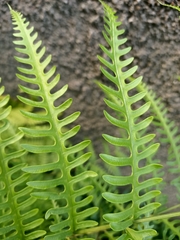 Pteris biaurita