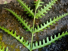 Pteris biaurita