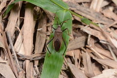 Notobitus meleagris