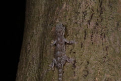 Gekko chinensis