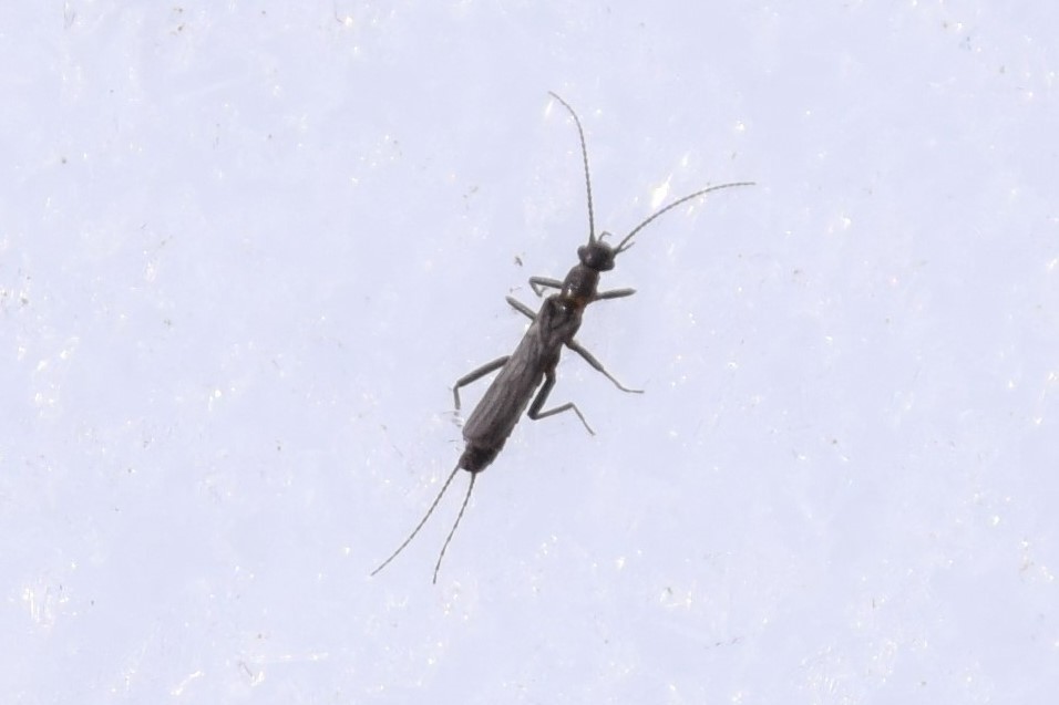 Mt. Cheam Snowfly