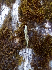 Abronia taeniata