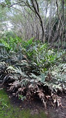 Acrostichum speciosum