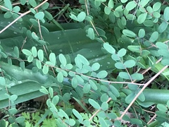 Pellaea andromedifolia