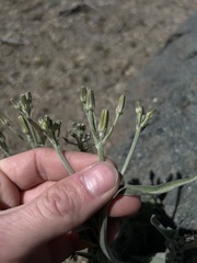 Crepis occidentalis