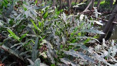 Acrostichum speciosum