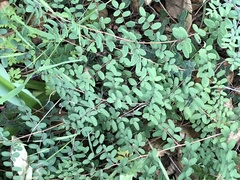 Pellaea andromedifolia