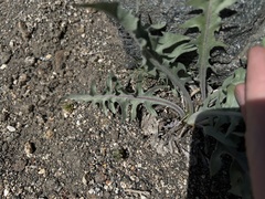Crepis occidentalis