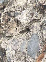 Teloganopsis deficiens