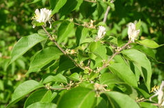 Lonicera