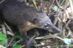 Nasua nasua nasua