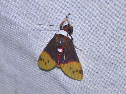 Eucyrta albicollis thumbnail