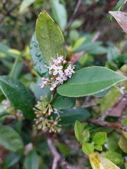 Ilex memecylifolia