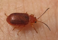 Tricholochmaea kalmiae