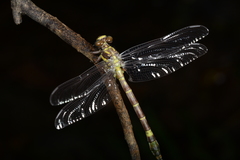 Megalogomphus sommeri