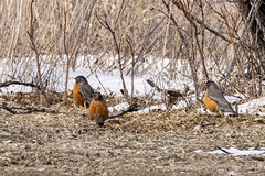 Turdus migratorius