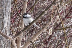 Poecile atricapillus