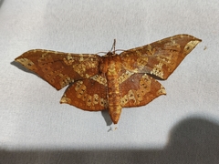 Belonoptera matricula