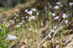 Gilia capitata abrotanifolia