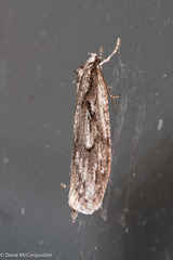 Semioscopis aurorella