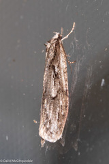 Semioscopis aurorella