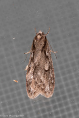 Semioscopis aurorella