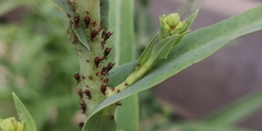 Uroleucon formosanum