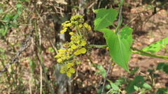 Stigmaphyllon lindenianum