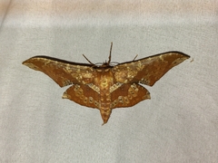 Belonoptera matricula