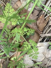 Phyllobrotica limbata