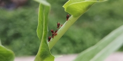Uroleucon formosanum
