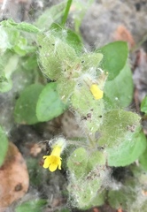 Manyflowered Monkeyflower (Erythranthe floribunda)